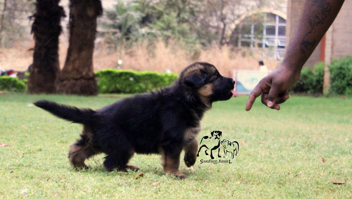 german shepherd puppies from mumbai. Breeder: Swapnil